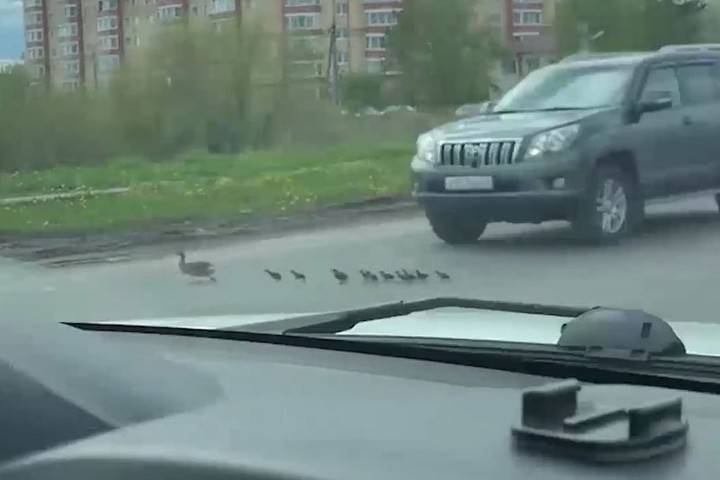 Водитель Prado объяснил, почему раздавил утку с утятами - mk.ru - Великий Новгород