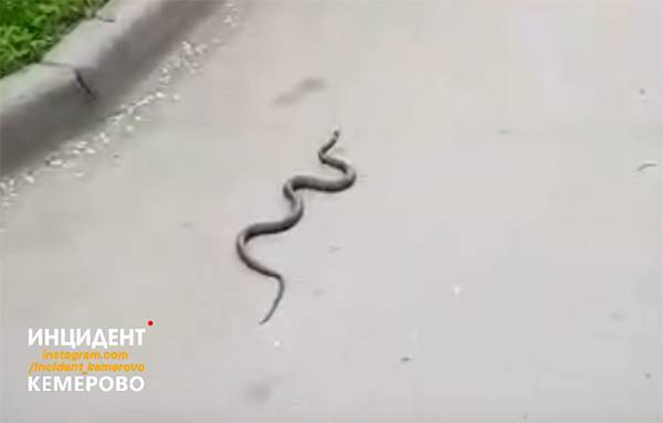 Змея в кемеровском дворе попала на видео - gazeta.a42.ru - Кемеровская обл. - Кемерово - населенный пункт Жительница