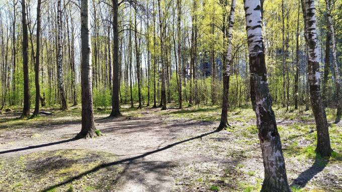 Жителям Кудрово предложили поучаствовать в разработке концепции будущей березовой рощи - piter.tv - Кудрово