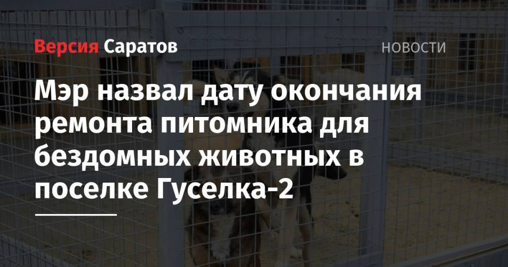 Сергей Кузнецов - Михаил Исаев - Александр Гусев - Мэр назвал дату окончания ремонта питомника для бездомных животных в поселке Гуселка-2 - nversia.ru