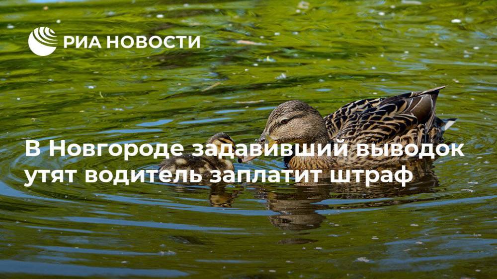 В Новгороде задавивший выводок утят водитель заплатит штраф - ria.ru - Москва - Санкт-Петербург - Великий Новгород