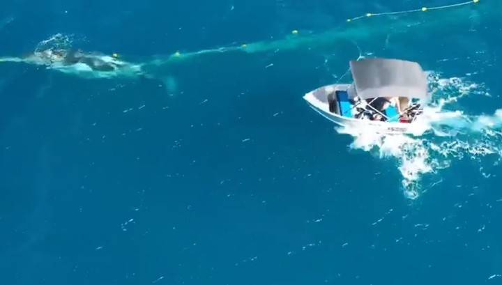 Спасшему горбатого кита австралийцу грозит крупный штраф - vesti.ru - Australia - штат Квинсленд