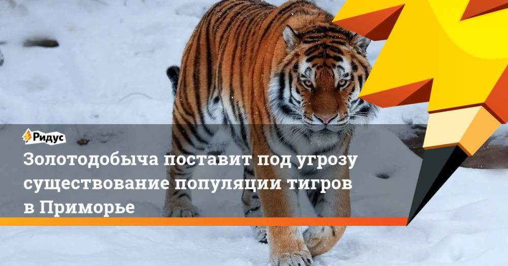 Золотодобыча поставит под угрозу существование популяции тигров в Приморье - ridus.ru - Хабаровский край - Приморье край