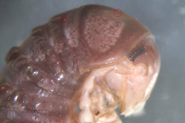 Ученые обнаружили новый вид грибка благодаря фото в соцсетях - usa.one - США - Дания - Копенгаген - state Virginia - Twitter