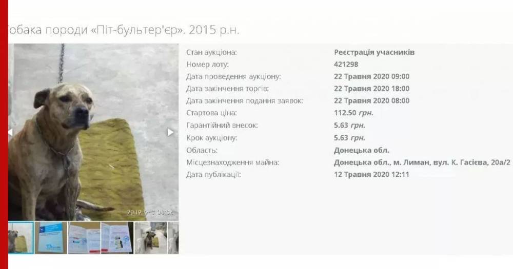 У жителя Украины за долги отобрали собаку и выставили на торги - profile.ru - Украина - Донецкая обл.