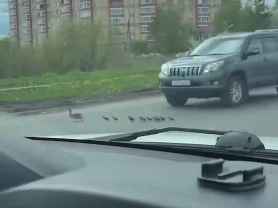 Водитель внедорожника объяснил, почему раздавил утку с утятами - newtvnews.ru - Великий Новгород