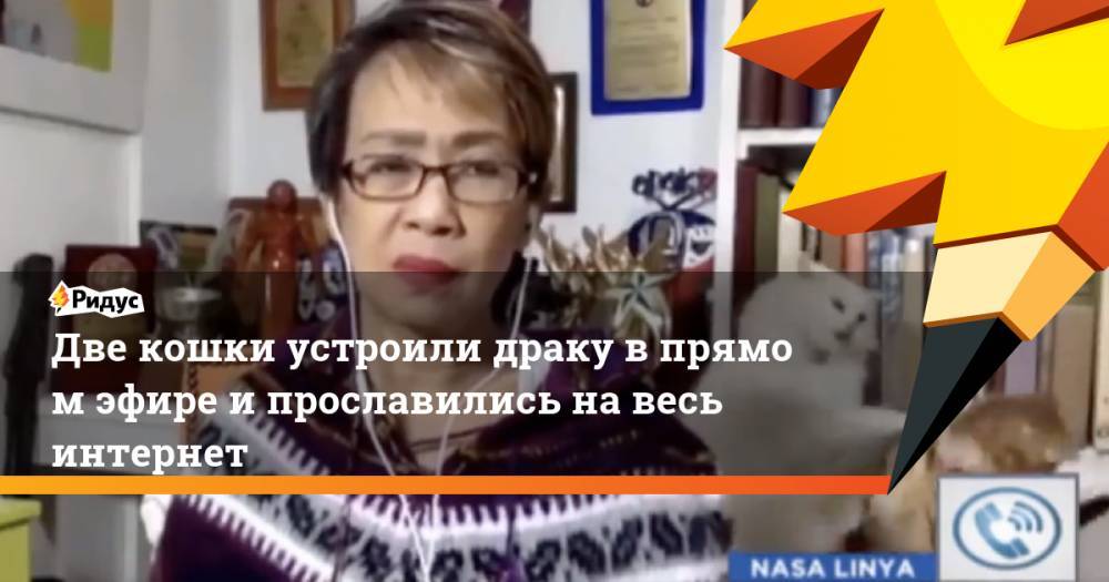 Две кошки устроили драку впрямом эфире ипрославились навесь интернет - ridus.ru - Филиппины