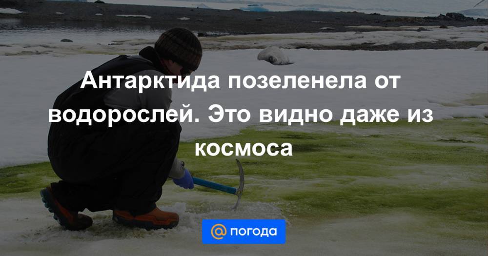 Антарктида позеленела от водорослей. Это видно даже из космоса - news.mail.ru - Антарктида