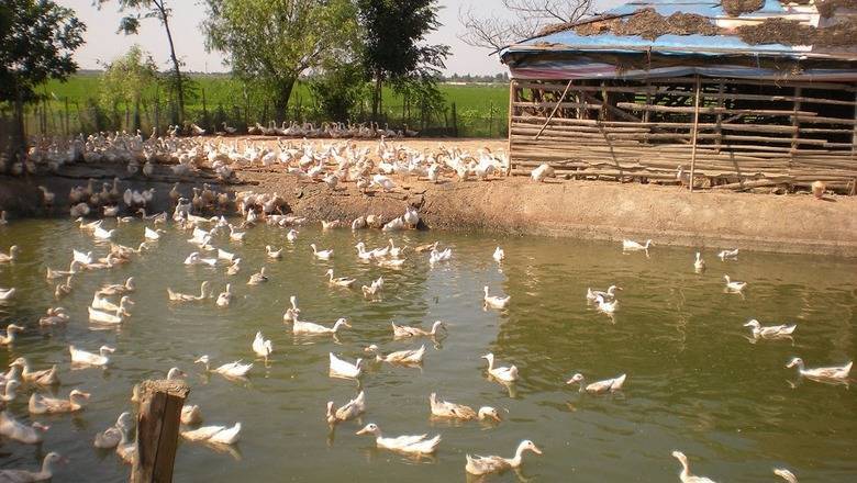 "Купи козу!" Стоит ли доверять призывам Стерлигова инвестировать в его хозяйство - newizv.ru