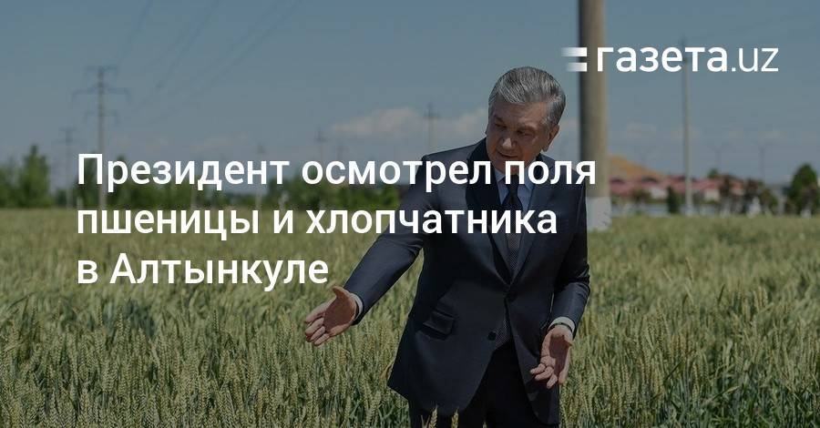 Шавкат Мирзиеев - Президент осмотрел поля пшеницы и хлопчатника в Алтынкуле - gazeta.uz - Узбекистан