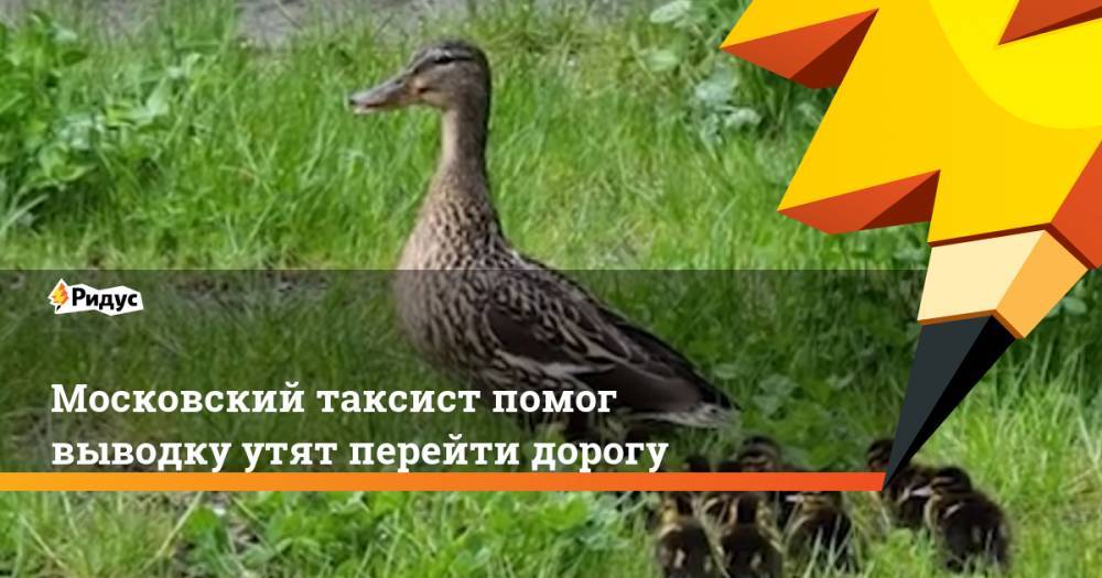 Московский таксист помог выводку утят перейти дорогу - ridus.ru - Великий Новгород