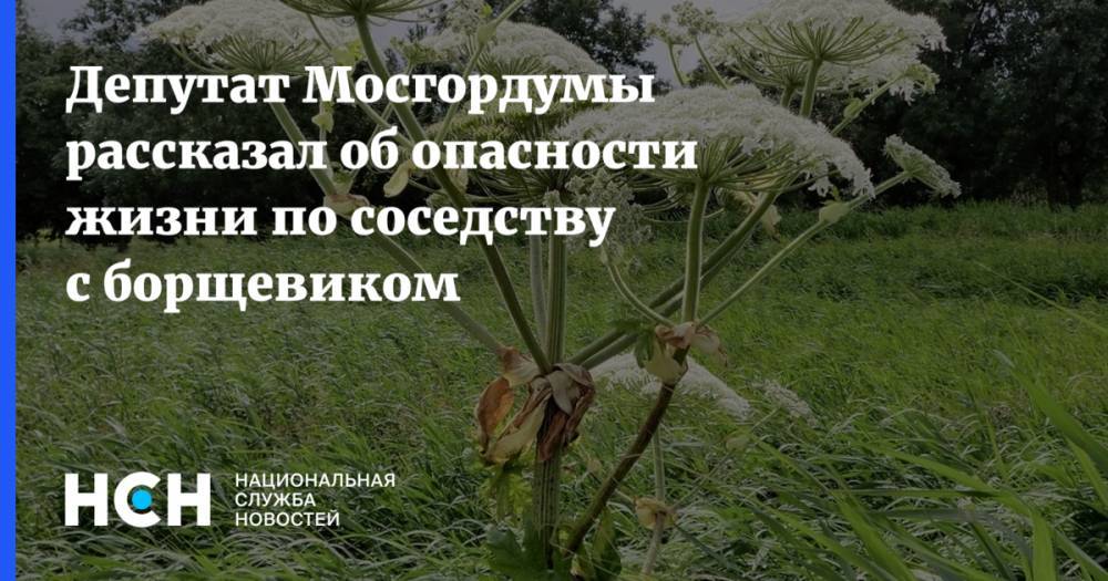 Александр Козлов - Депутат Мосгордумы рассказал об опасности жизни по соседству с борщевиком - nsn.fm - Москва - Россия