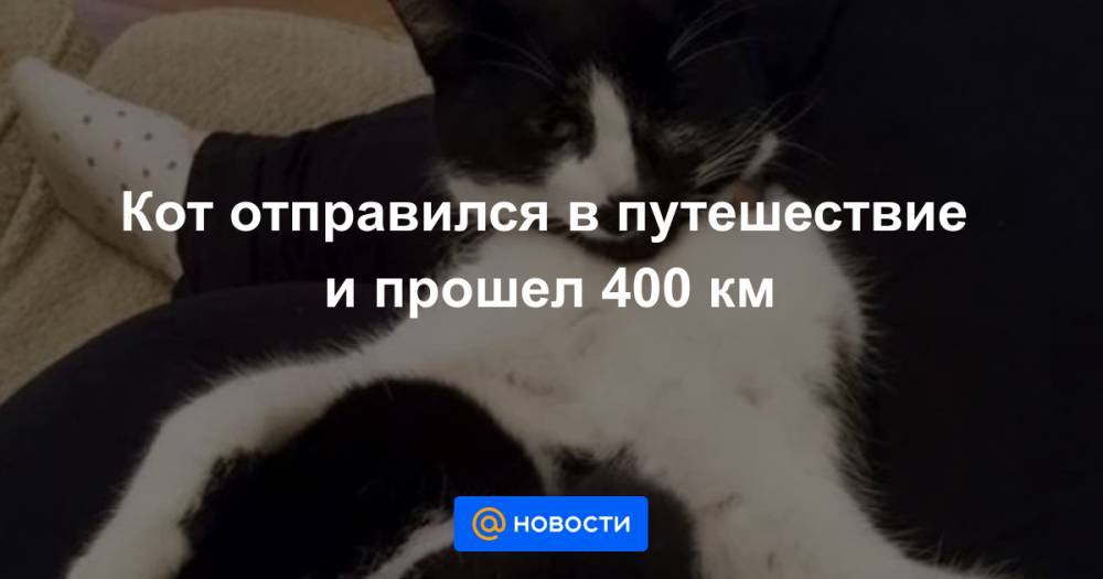 Кот отправился в путешествие и прошел 400 км - news.mail.ru - Англия