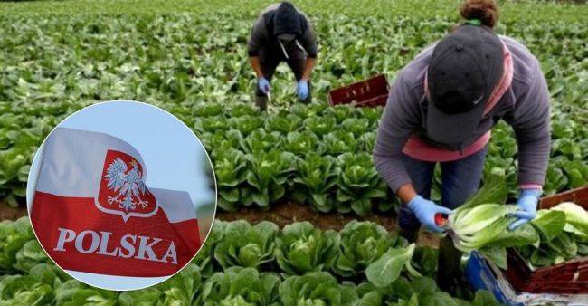 Батраки из постсоветских стран в Польше: Безработица страшнее коронавируса - eadaily.com - Польша