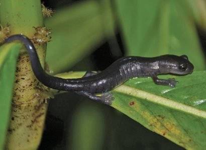 В Мексике обнаружили новый вид грибоязычных саламандр - news.am - Mexico