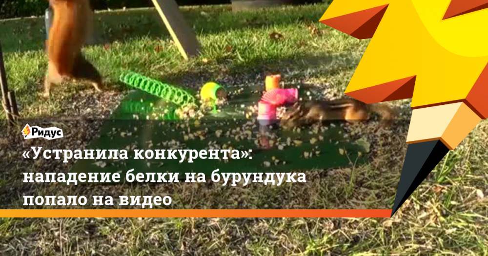 «Устранила конкурента»: нападение белки набурундука попало навидео - ridus.ru