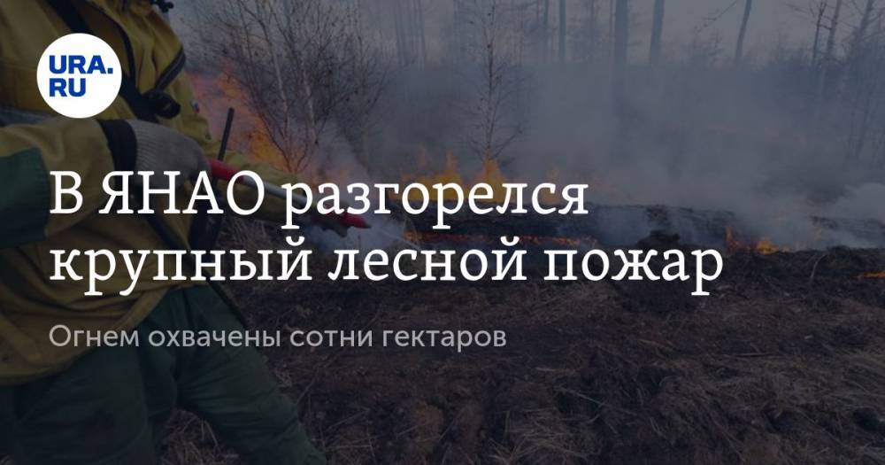 В ЯНАО разгорелся крупный лесной пожар. Огнем охвачены сотни гектаров - ura.news - окр. Янао