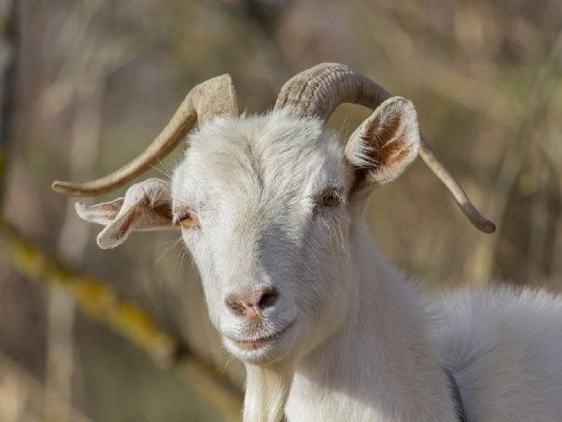 Домашние козы получили ген устойчивости к паразитам от западнокавказского тура - polit.ru
