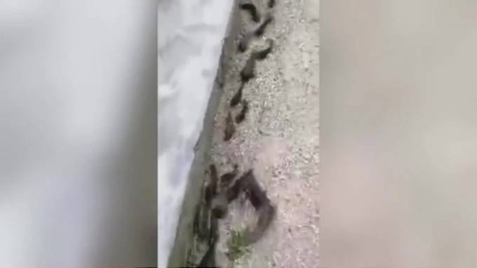 Десятки рыб вышли из воды и поползли по суше в поисках лучшей жизни - piter.tv - Китай - провинция Гуандун