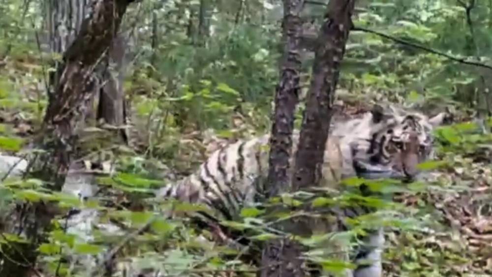 Краснокнижного тигра спасли в приамурском селе. - riafan.ru - Амурская обл.