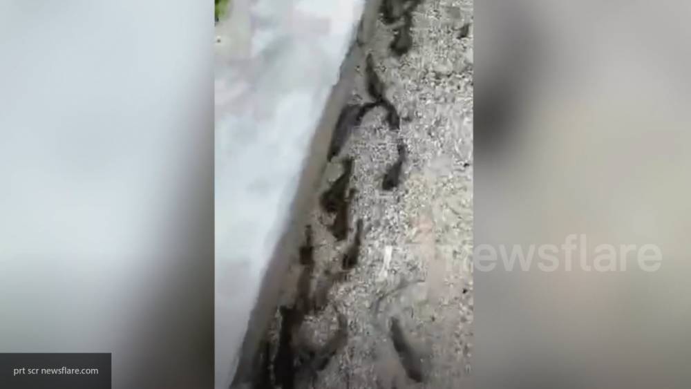 Десятки рыб в Китае вышли из воды в поисках лучшей жизни - inforeactor.ru - Китай - провинция Гуандун