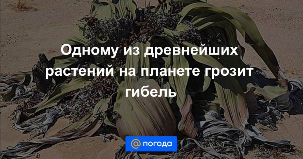 Одному из древнейших растений на планете грозит гибель - news.mail.ru - Ангола - Намибия
