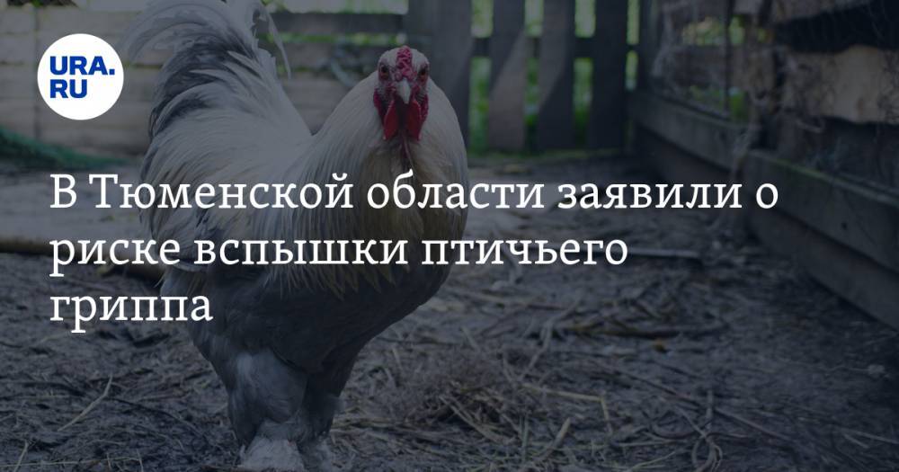 В Тюменской области заявили о риске вспышки птичьего гриппа - ura.news - Тюменская обл.