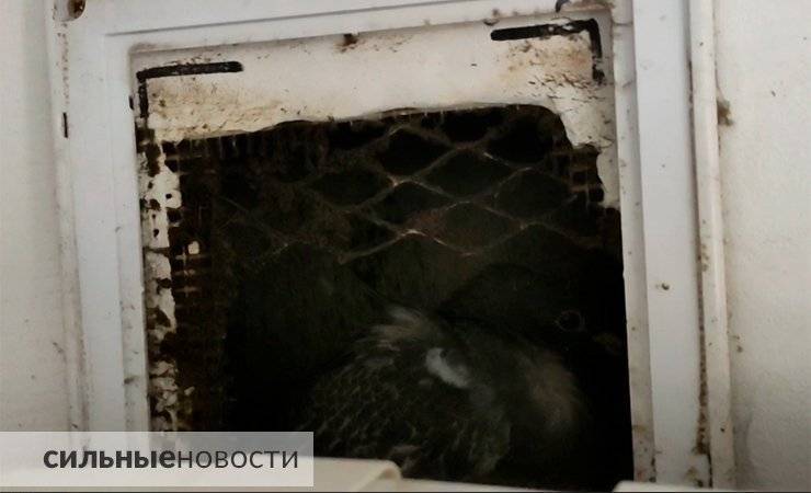 «Видимо, я была его последней надеждой на жизнь». Посмотрите, как в Гомеле голубь залетел в вентиляционную шахту, чудом остался жив и не хотел улетать — видео - gomel.today - Гомель
