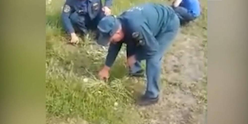 МЧС проверит видео с пожарными, стригущими траву маникюрными ножницами - ruposters.ru - Новосибирск - Новосибирская обл.