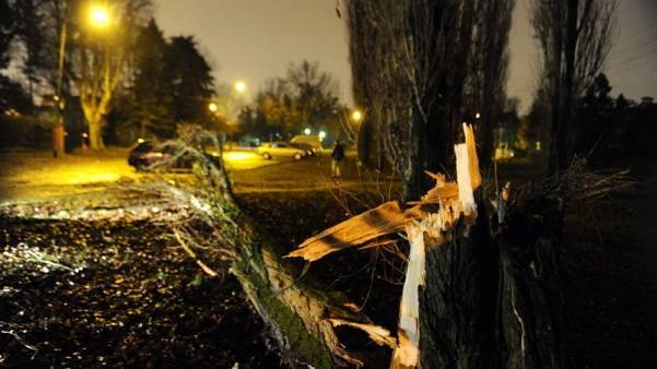 В Тбилиси поваленные ветром деревья повредили 13 автомобилей - newsgeorgia.ge - Грузия - Тбилиси