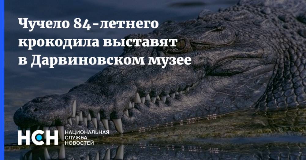 Светлана Акулова - Чучело 84-летнего крокодила выставят в Дарвиновском музее - nsn.fm