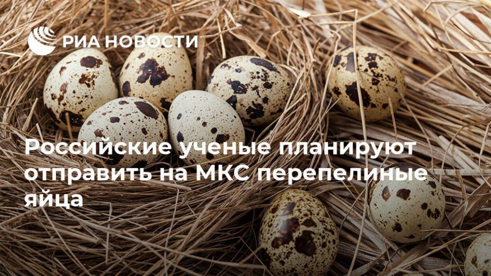 Владимир Сычев - Российские ученые планируют отправить на МКС перепелиные яйца - ria.ru - Москва - Россия