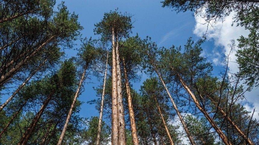 В Приморье отец с тремя детьми ушел в лес пережидать пандемию коронавируса - 5-tv.ru - Приморье край