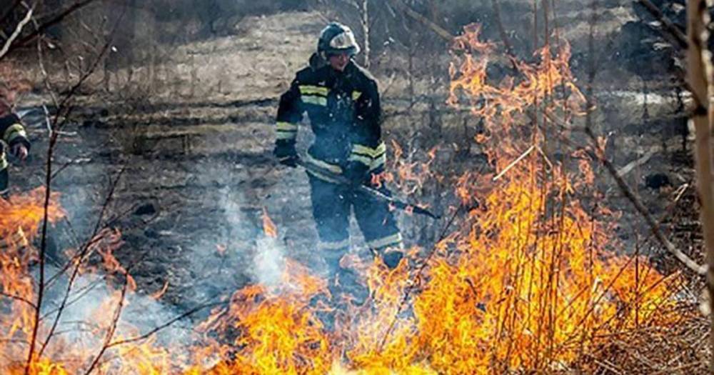 ГП представила главе Рослесхоза нарушения по ситуациям с пожарами - ren.tv - Россия - окр. Дальневосточный