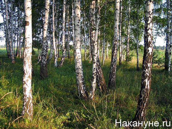 В Тюменской области высадили Сад памяти еще на двух гектарах - nakanune.ru - Тюменская обл.