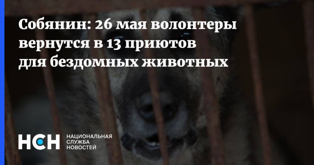 Сергей Собянин - Собянин: 26 мая волонтеры вернутся в 13 приютов для бездомных животных - nsn.fm - Москва - Россия