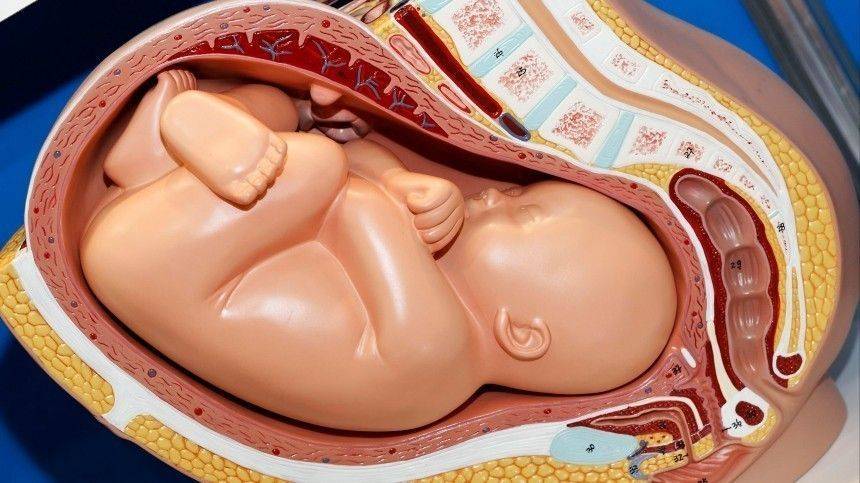 Лейла Адамян - Может ли мать передать коронавирус плоду во время беременности? - 5-tv.ru - Россия