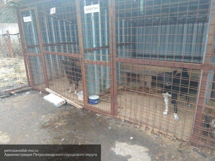 Замурованных под землей домашних питомцев спасли из плена жители Ростова-на-Дону - nation-news.ru - Ростов-На-Дону
