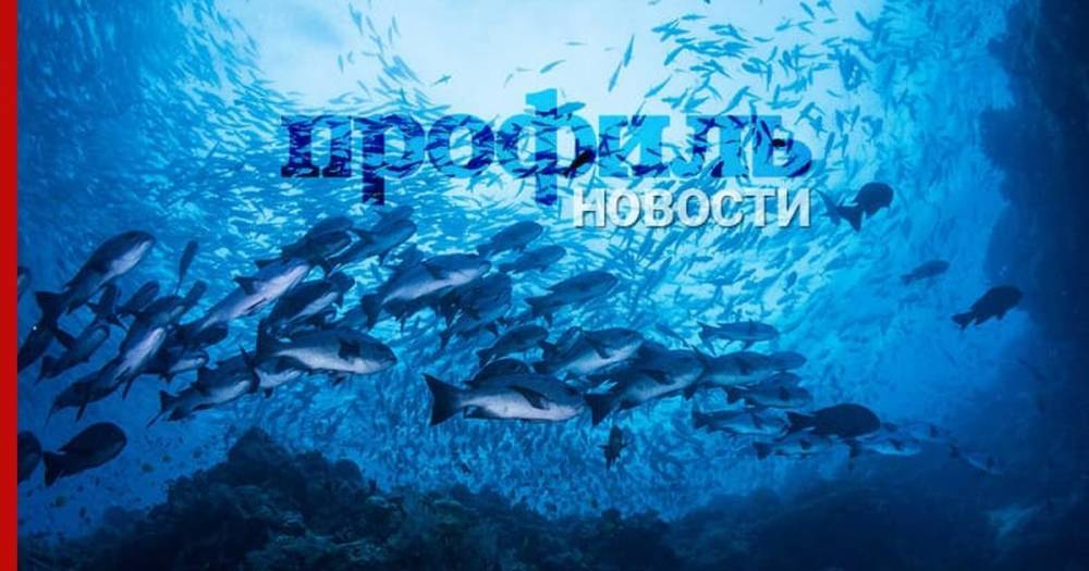 Биологи выявили половой гормон у рыб - profile.ru - Китай - Канада - Оттава