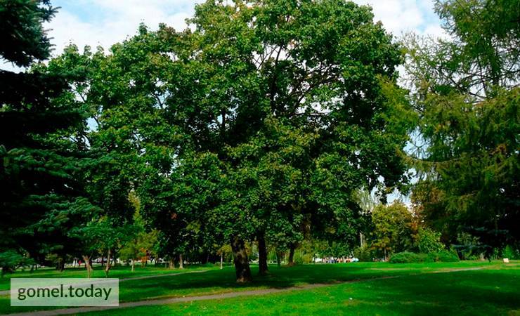 «Нас услышали, и это внушает надежду». Жители Гомеля победили в борьбе за сохранение сквера возле «Туриста». Как такое стало возможным? - gomel.today - Гомель