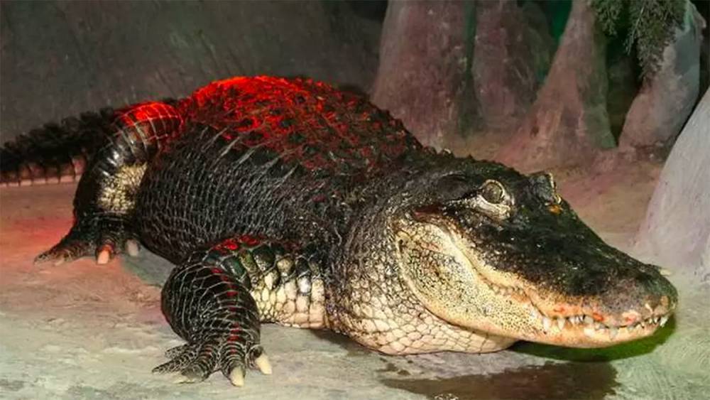Адольф Гитлер - В Московском зоопарке умер "крокодил Гитлера" - focus.ua - Берлин