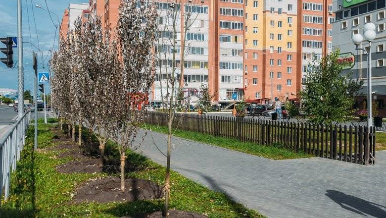 Вместо погибших деревьев в Тюмени посадят новые - nashgorod.ru - Тюмень
