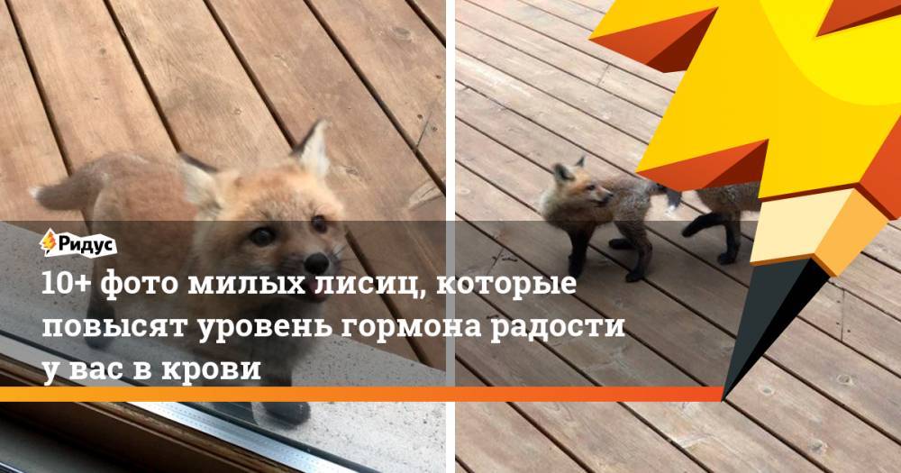 10+ фото милых лисиц, которые повысят уровень гормона радости увас вкрови - ridus.ru