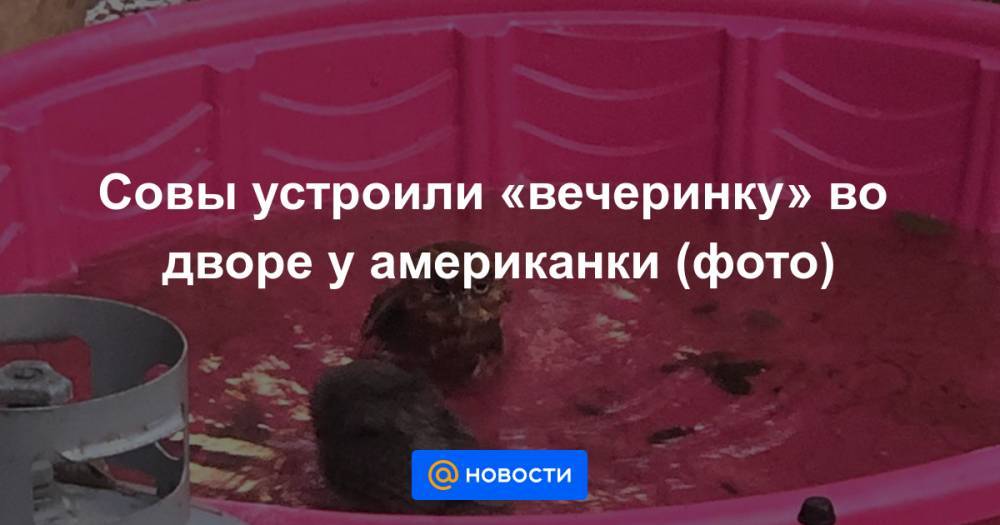 Совы устроили «вечеринку» во дворе у американки (фото) - news.mail.ru - Техас