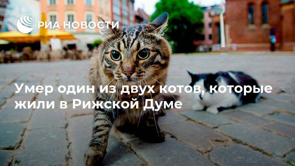 Нил Ушаков - Умер один из двух котов, которые жили в Рижской Думе - ria.ru - Рига