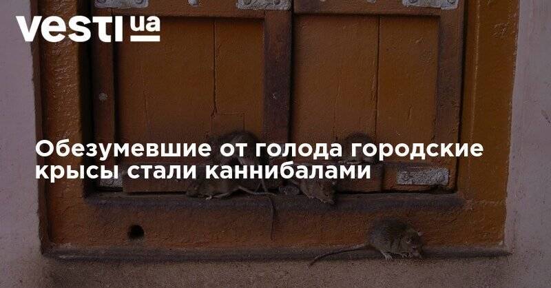 Обезумевшие от голода городские крысы стали каннибалами - vesti.ua - США - Нью-Йорк