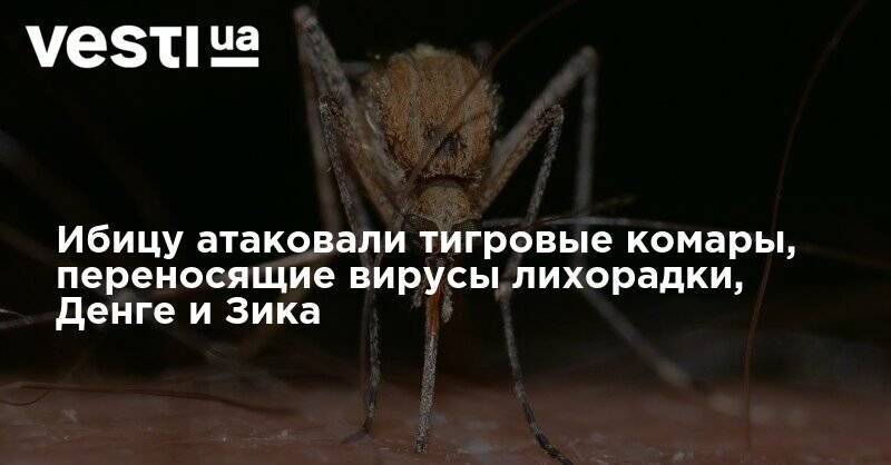 Ибицу атаковали тигровые комары, переносящие вирусы лихорадки, Денге и Зика - vesti.ua