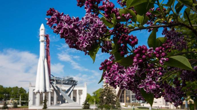 На ВДНХ распустилась сирень «Красавица Москвы» - parkseason.ru - Москва - Россия - Новости