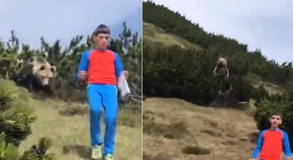 В Италии мальчик повстречал медведя в лесу и сумел уйти невредимым - focus.ua - Италия