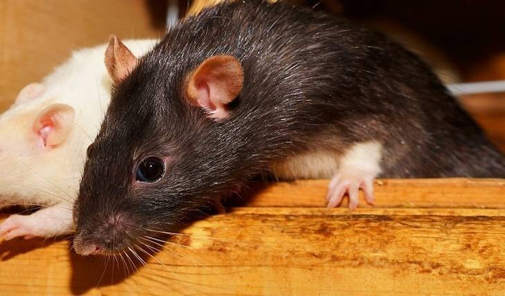 В Америке города заполняют агрессивные крысы - mirnov.ru - США - Нью-Йорк